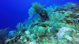 Scuba diving at The Wall Guanica Puerto Rico 20180107 [upl. by Alcot101]