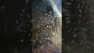 Home farming with aquaponics aquaponics mosquitofish homegardening [upl. by Scarlet]