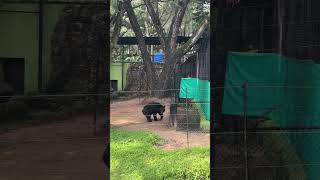 Bannerghatta Zoo✨bangalore youtubeshorts [upl. by Jackson]