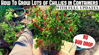 How To Grow Chillies in Containers NO FLOWERBUD DROP [upl. by Rosemarie]