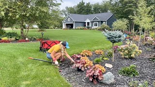 Planting Georgia Peach amp Peach Flambé Heuchera in The Lane Moving Struggling Plants to New Spots [upl. by Dadelos95]