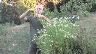 La partenelle ou grande camomille Tanacetum parthenium [upl. by Assirec636]