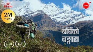 बाघको बङ्गारा  The Tigers Jaw  Award Winning Documentary  Herne Katha EP102  हेर्ने कथा [upl. by Latsirk]