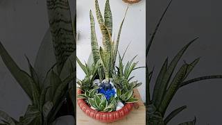 beautiful multiple varieties sansevieria decorate and arrangement idea sanseveria [upl. by Stearne]