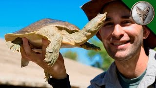 Bizarre Desert Turtle [upl. by Jozef]