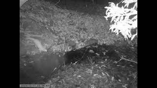 Japanese Marten Caught on Pond Trailcam in Early Winter [upl. by Silisav]