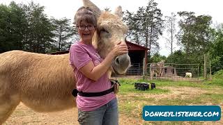 Tips Using fly spray correctly and Protecting Donkeys from Flies [upl. by Lantz]