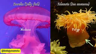 Phylum Cnidaria Coelenterates Characteristics and Examples  Medusa vs Polyp Animal Kingdom [upl. by Hindorff845]