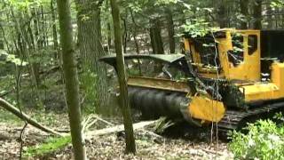 Growing Tree 5 year timelapse from my backyard [upl. by Ellehcram666]