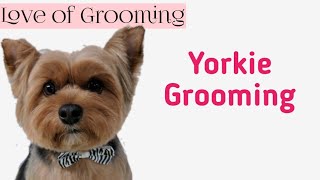 Grooming a Yorkshire Terrier for Easy Maintenance [upl. by Manolo718]