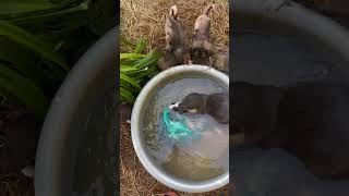 What Do I Feed Baby Otters [upl. by Eta77]