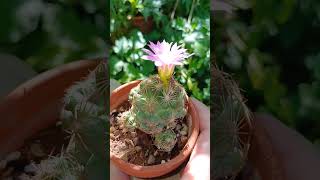 Escobaria hesteri🩷 cactusblooming [upl. by Lain]