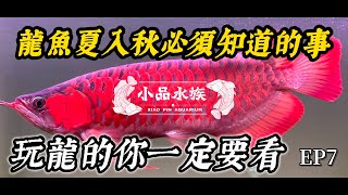 龍魚夏入秋需要注意的事【養龍魚的你一定要看EP7】小品專業龍魚 熱門 紅龍魚飼養教學 藍底過背金龍 ATI超血龍 水族 魚缸客製化 [upl. by Everard642]