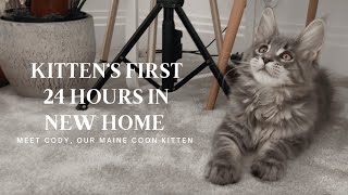 Kitten’s First Day Home Meet Our Maine Coon Kitten Cody [upl. by Forester]