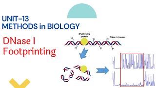 DNAse footprinting  how it works [upl. by Deutsch975]