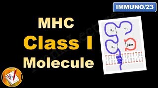 MHC Class I molecule  Structure and Role FLImmuno23 [upl. by Neill]