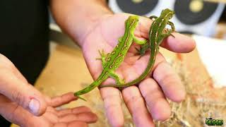 🦎 NAULTINUS GECKOS 🦎😍🤘🏼 Nublar Reptiles [upl. by Zevahc]