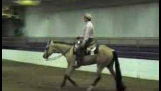 Buckskin AQHA World Class Gelding [upl. by Airotahs]