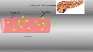 Regulation des Blutzuckerspiegels [upl. by Matias]