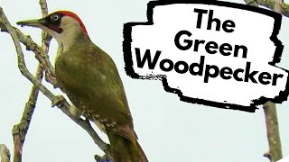 Green Woodpeckers in the UK  How and where to find them [upl. by Nyved]