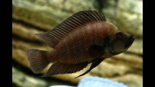 Altolamprologus by PISCES farm [upl. by Thgiwd]