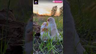 Rabbit amp Dog Friendships🥰  viral video  funny video [upl. by Bencion905]