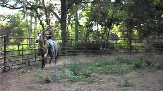 Doc Hollywood Buckskin Stallion [upl. by Janeva825]