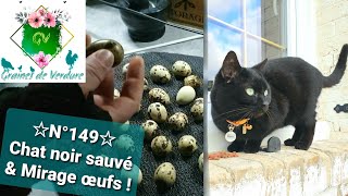 ☆N°149☆ Chat noir sauvé 🐈‍⬛ amp Œufs sous plaque chauffante  pas mal Mirage Vermifuge pour tous [upl. by Ahsimac]