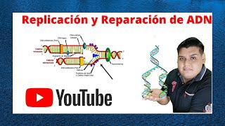 Replicación y Reparación del ADN Cap 13 Biologia de Karp [upl. by Anirtac]