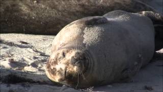 Seals of La Jolla California [upl. by Nitaj833]