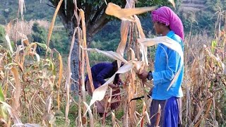 The Village People are Working Cutting Corn Stalks  PRAKASH ROKAYA [upl. by Ingar911]