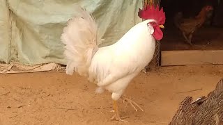 white leghorn rooster 1 year old Shiva integrated farming [upl. by Aicire]