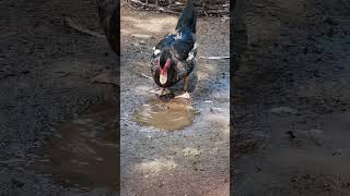 Muscovy duck duck duckbill lovelyduck swan meeting swans animals animalworld chicken [upl. by Aihsela]