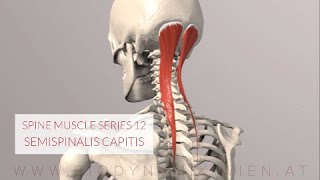 Spine Series 13 Neck Muscles Semispinalis Capitis 3D Animation [upl. by Dulcle]