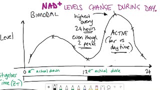 How do NAD levels change during the day [upl. by Able]