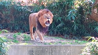 Epic Lion Roar at the DC ZOO [upl. by Airotciv]