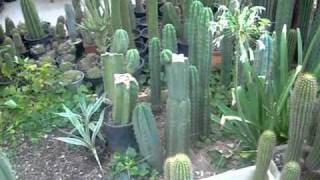 Cacti collection 2010 2 [upl. by Vinni688]