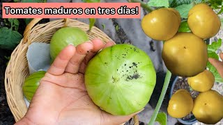 Como madurar los tomates [upl. by Otero]