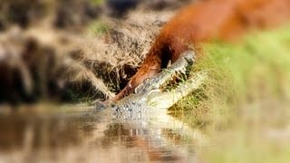 CROCODILE ATTACK  Croc eating a cow  KING RIVER [upl. by Nylatsyrk]