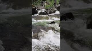 Rushing Mountain Stream  Bear Creek in the Bitterroot Mountains nature montana rushingwater [upl. by Lletnuahs299]