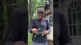 Catnip Mosquito Repellent bushcrafters survival [upl. by Colin]