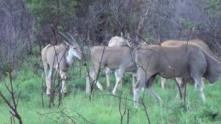 Eland  Largest antelope in Africa [upl. by Cantu]