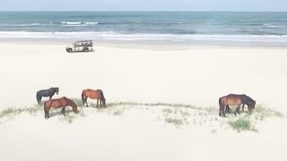 Outer Banks Wild Horses roaming wild and free on the beaches of Corolla NC [upl. by Nnaasil]