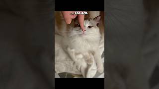 Getting bitten by Arb show trending viralvideo fyp animals cat deadly scary funny memes [upl. by Jarred]