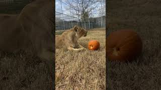 Mauri Lion Playing with Pumpkin Holiday Shorts pumpkin [upl. by Dollar]