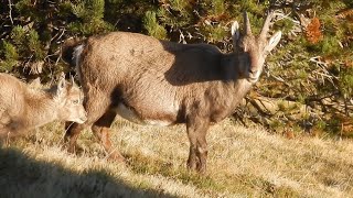 Дикие Альпийские горные козлы 🐐🐐🐐 Niederhorn [upl. by Rutan]