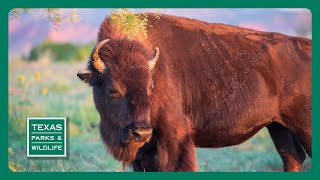 PBS Trailer  Caprock Canyons Big Cypress Bayou amp Guadalupe Bass [upl. by Laertnom]