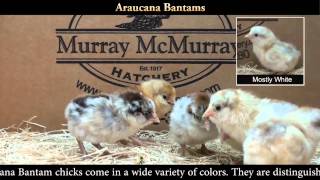 Araucana Bantam Chicks [upl. by Dlonra]