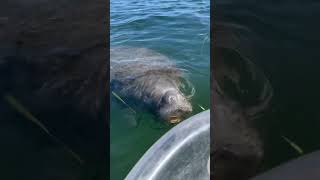 Manatee sightings during clear kayak tours at Crystal River Florida [upl. by Burt]