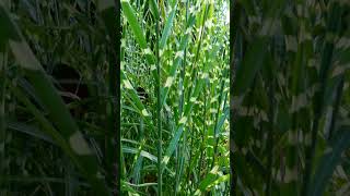 Zebra Grass Miscanthus sinensis Zebrinus in Grass Family Poaceae  Observed in Description [upl. by Conners]